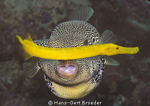 Puffer-,Trompetfish
Traffic jam
Bunaken,Sulawesi,Indone... by Hans-Gert Broeder 